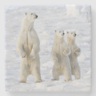 North America, Canada, Manitoba, Churchill. 5 Stone Coaster