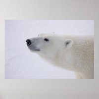 North America, Canada, Manitoba, Churchill. 7