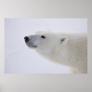 North America, Canada, Manitoba, Churchill. 7 Poster