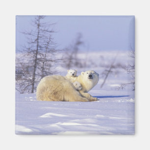 North America, Canada, Manitoba, Churchill. 9 Magnet