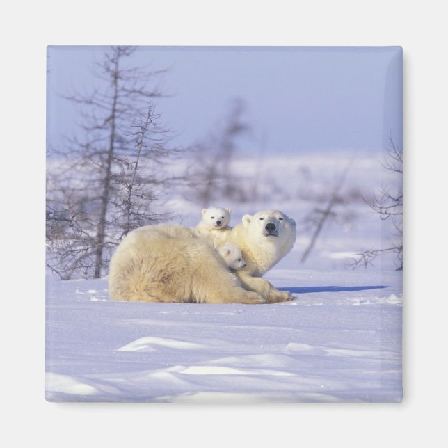 North America, Canada, Manitoba, Churchill. 9 Magnet (Front)