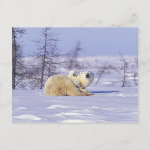 North America, Canada, Manitoba, Churchill. 9 Postcard