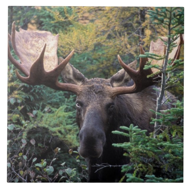 North America, Canada, Nova Scotia, Cape Breton Tile (Front)