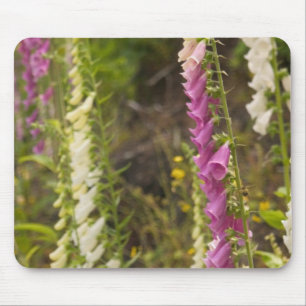 North America, Canada, Queen Charlotte Islands, 2 Mouse Pad