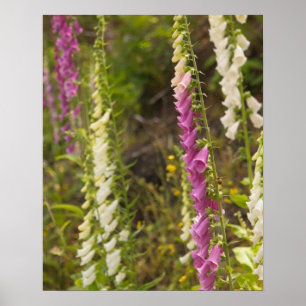 North America, Canada, Queen Charlotte Islands, 2 Poster