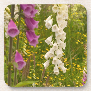 North America, Canada, Queen Charlotte Islands, 5 Coaster