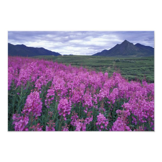 North America, Canada, Yukon. Fireweed blooms Photo Print (Front)