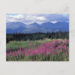 North America, Canada, Yukon. Fireweed blooms Postcard