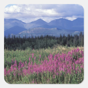 North America, Canada, Yukon. Fireweed blooms Square Sticker