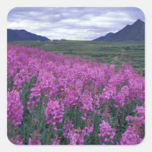 North America, Canada, Yukon. Fireweed blooms Square Sticker
