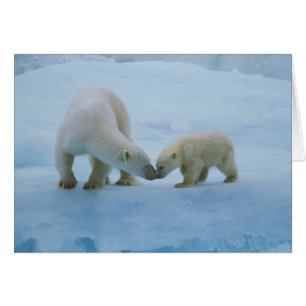 North America, Canadian Arctic. Polar bear