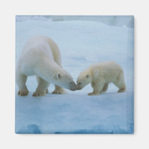 North America, Canadian Arctic. Polar bear Magnet