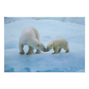 North America, Canadian Arctic. Polar bear Photo Print