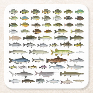 North America Freshwater Fish Group Square Paper Coaster
