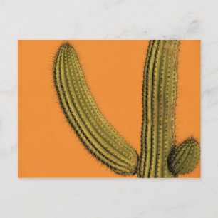 North America, Mexico, Baja California, Cabo Postcard