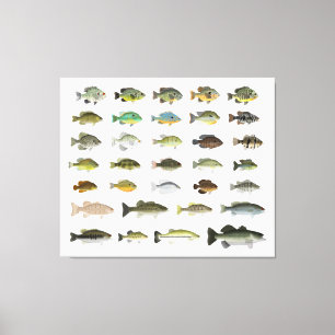 North America Sunfish Group Canvas Print