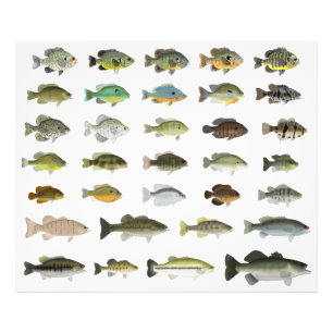 North America Sunfish Group Photo Print