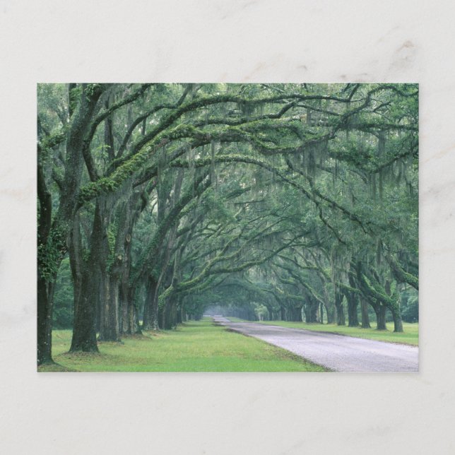 North America, U.S.A., Georgia, Savannah, Postcard (Front)