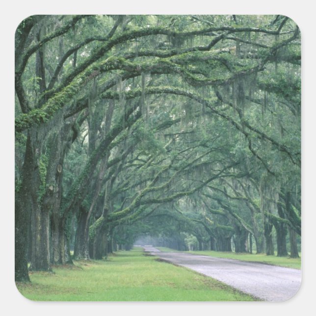 North America, U.S.A., Georgia, Savannah, Square Sticker (Front)