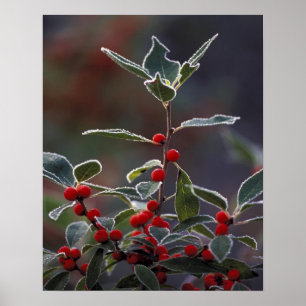 North America, United States, New England. Holly 2 Poster