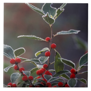 North America, United States, New England. Holly 2 Tile