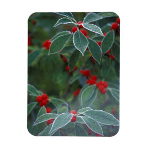 North America, United States, New England. Holly Magnet