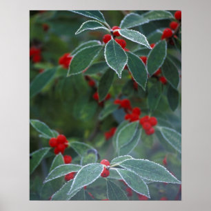 North America, United States, New England. Holly Poster