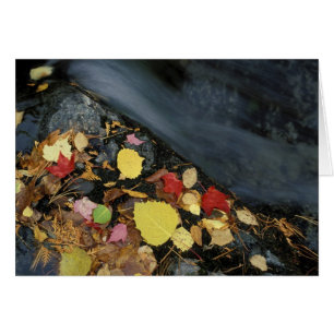 North America, US, ME, A stream in fall.