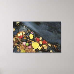 North America, US, ME, A stream in fall. Canvas Print