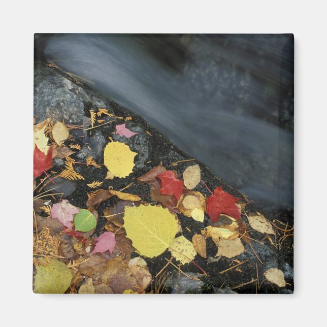 North America, US, ME, A stream in fall. Magnet (Front)