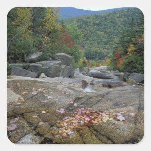 North America, US, NH, Fall foliage in New Square Sticker