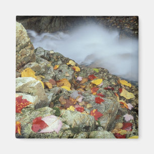 North America, US, NH, Fall in New England. Magnet