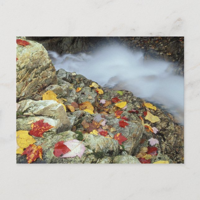 North America, US, NH, Fall in New England. Postcard (Front)