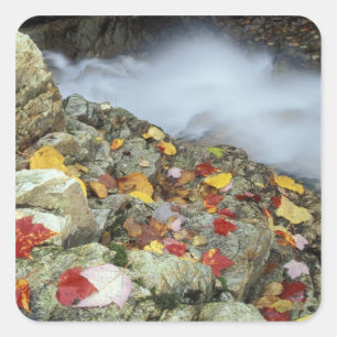 North America, US, NH, Fall in New England. Square Sticker