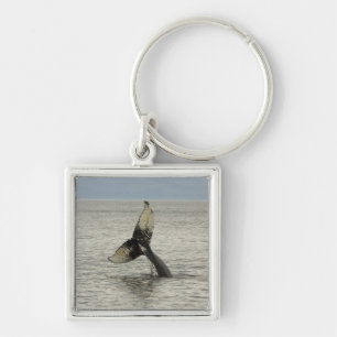 North America, USA, AK, Inside Passage. Humpback Key Ring