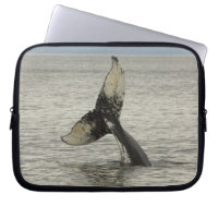 North America, USA, AK, Inside Passage. Humpback