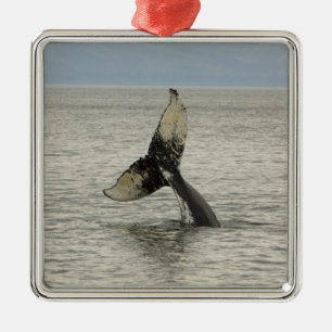 North America, USA, AK, Inside Passage. Humpback Metal Tree Decoration