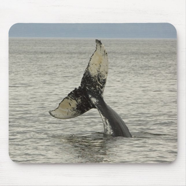 North America, USA, AK, Inside Passage. Humpback Mouse Pad (Front)