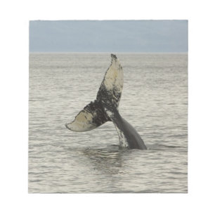 North America, USA, AK, Inside Passage. Humpback Notepad