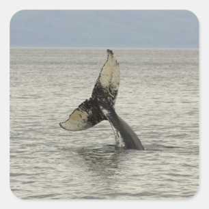 North America, USA, AK, Inside Passage. Humpback Square Sticker