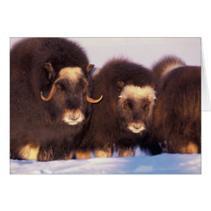 North America, USA, Alaska, Arctic Circle,