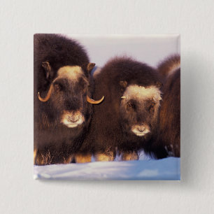 North America, USA, Alaska, Arctic Circle, 15 Cm Square Badge