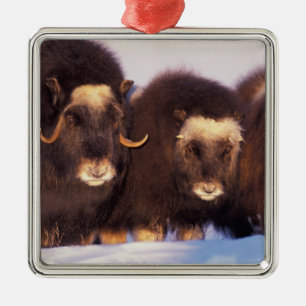 North America, USA, Alaska, Arctic Circle, Metal Tree Decoration
