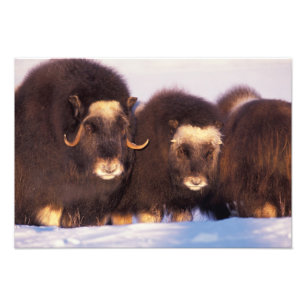 North America, USA, Alaska, Arctic Circle, Photo Print