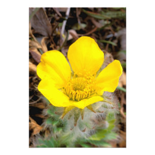 North America, USA, Alaska, Denali National Photo Print