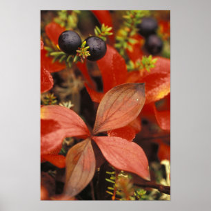 North America, USA, Alaska, Denali NP. Poster