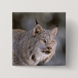 North America, USA, Alaska, Haines. Lynx (Felis 2 15 Cm Square Badge