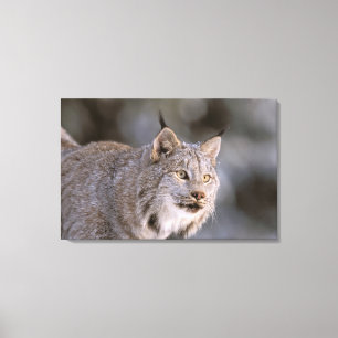 North America, USA, Alaska, Haines. Lynx (Felis 2 Canvas Print