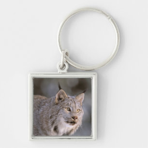 North America, USA, Alaska, Haines. Lynx (Felis 2 Key Ring