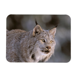 North America, USA, Alaska, Haines. Lynx (Felis 2 Magnet